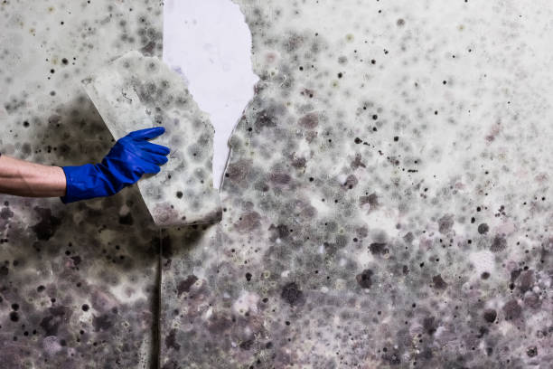 Best Attic Mold Remediation in Simpsonville, SC